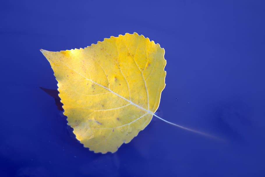 leaf, feather, yellow, water, sunk, floats, autumn, end of the summer, HD wallpaper