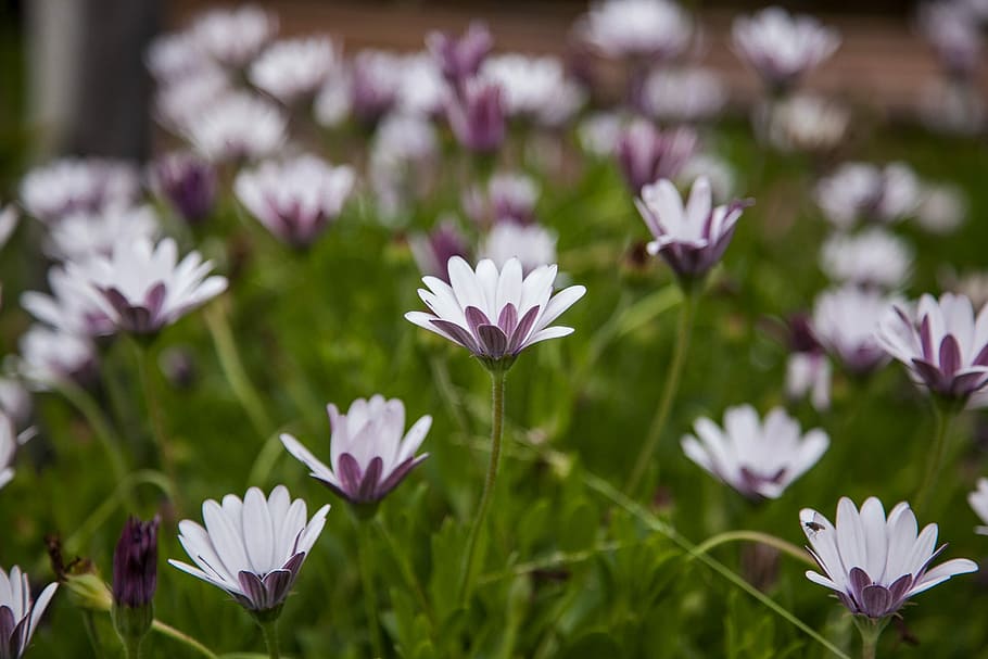 flower, nature, flora, summer, grass, flowering plant, freshness HD wallpaper