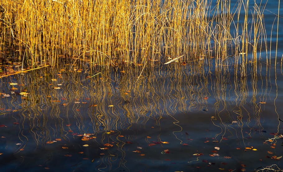 reed, mirroring, water, waters, nature reserve, bank, plant HD wallpaper