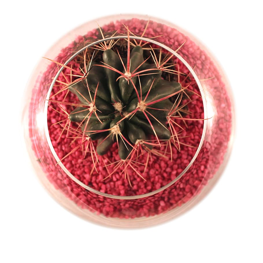 cactus, isolated, plant, green, decoration, flora, botanical HD wallpaper