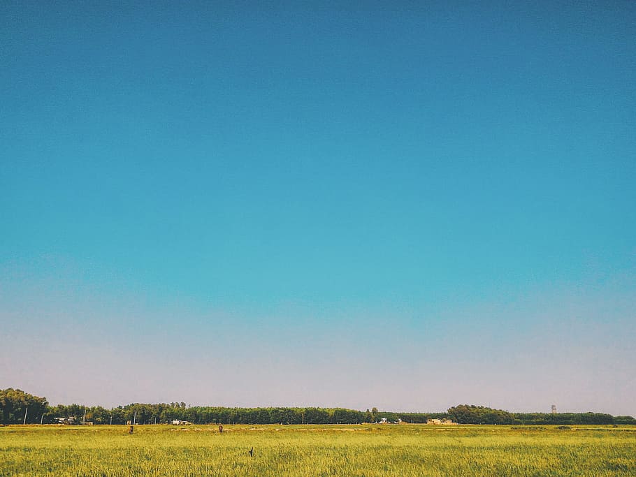 Grass Field Under Blue Sky at Daytime, countryside, daylight HD wallpaper