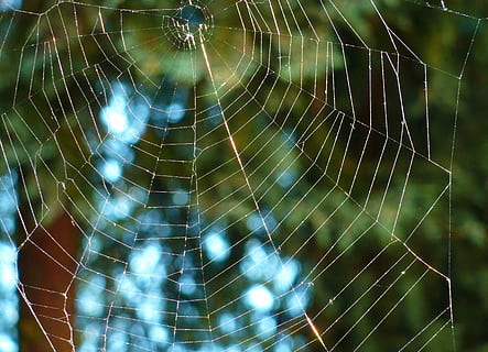Nature, Network, Spider, Cobweb, spider web, silk, outdoors HD wallpaper