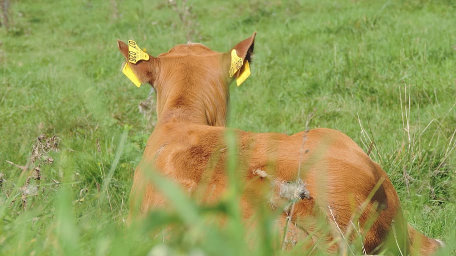 beef, cow, pasture, calf, cattle, nature, agriculture, animal HD wallpaper