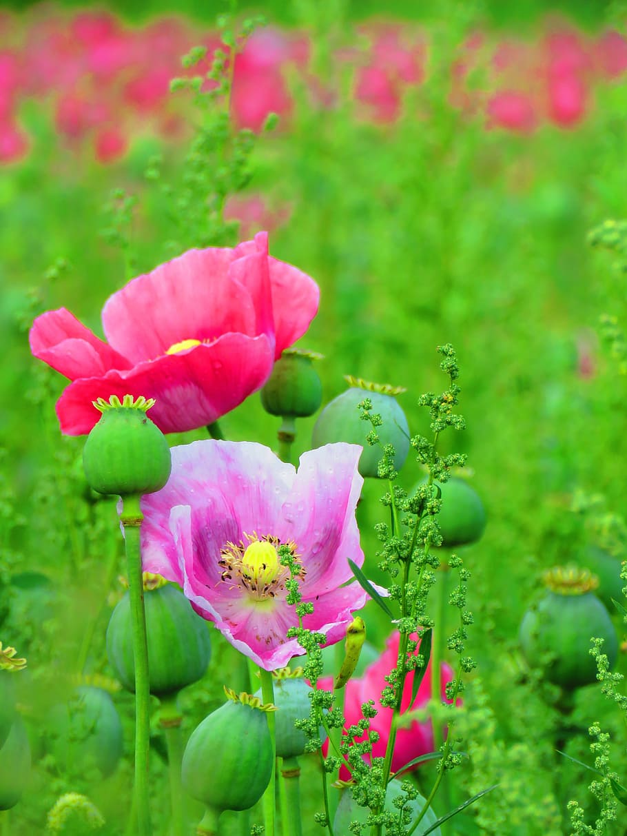 pink poppy flower in selective focus photography, blossom, bloom, HD wallpaper
