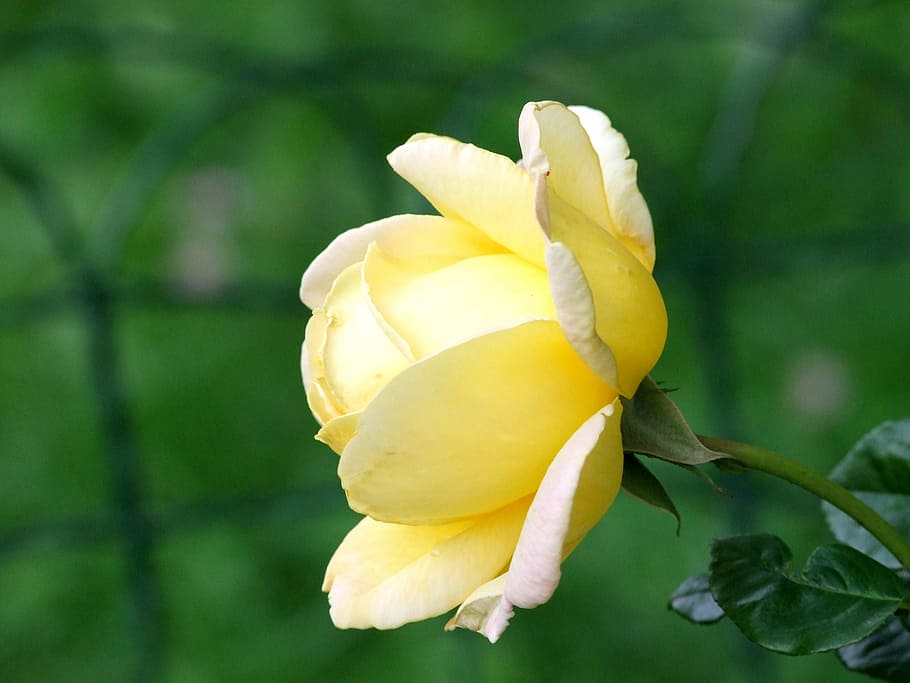 flower, nature, green, macro, garden, yellow, flowering plant HD wallpaper