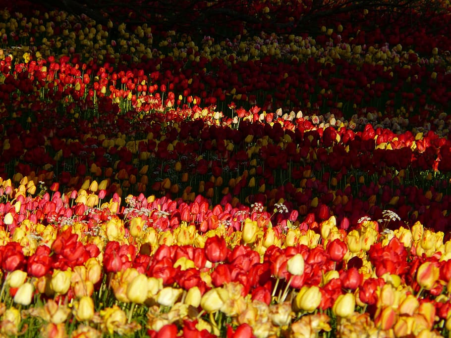 Tulip, Field, Back Light, Shadow, tulip field, seem, shine through, HD wallpaper