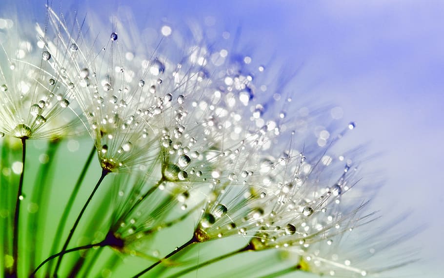 macro photography of white dandelion flower with water droplets, HD wallpaper