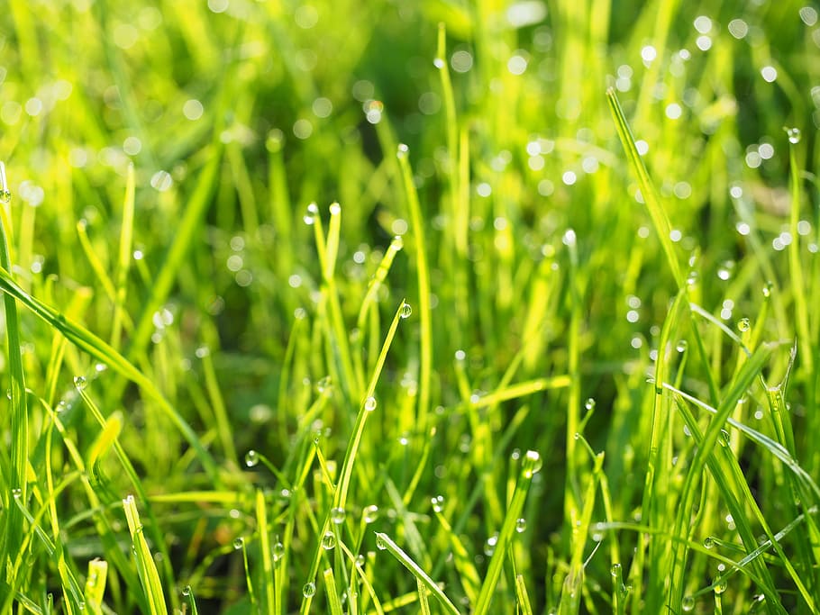 dewdrop, drip, wet, green, meadow, grass, rush, morgentau, green color HD wallpaper
