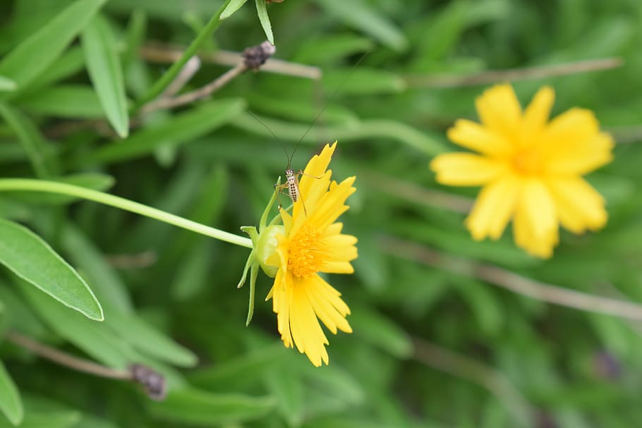 flowers, nature, yellow, spring, floral, summer, natural, bloom HD wallpaper