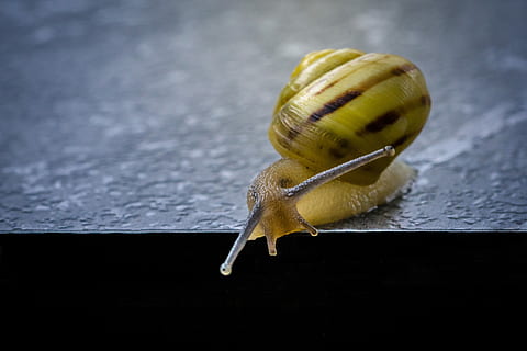 close-up photo of beige snail on gray surface, shell, shellfish HD wallpaper