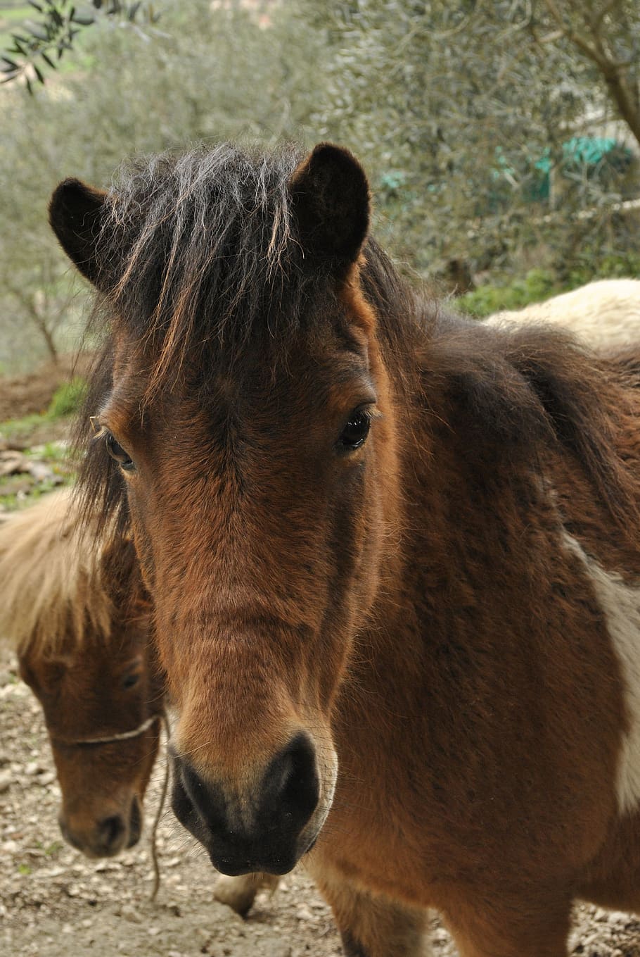 nature, animals, pony, animal themes, mammal, domestic animals HD wallpaper