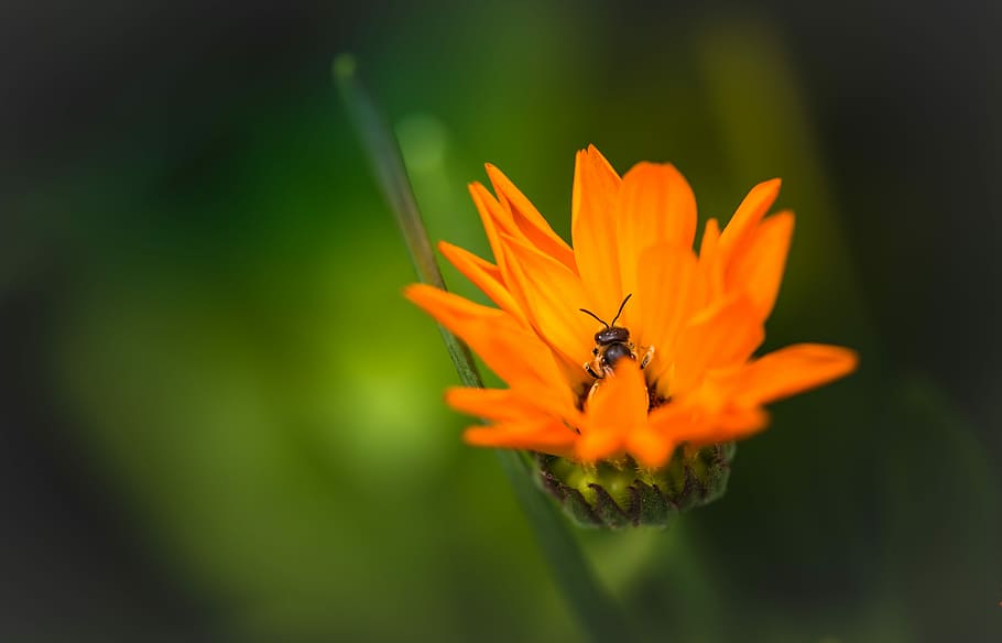 orange petaled flower, black bee on orange flower, grass, nature HD wallpaper