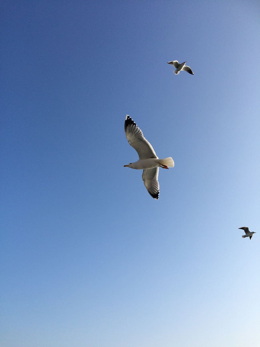 Bird, Istanbul, Sky, flying, nature, animal, wildlife, seagull HD wallpaper