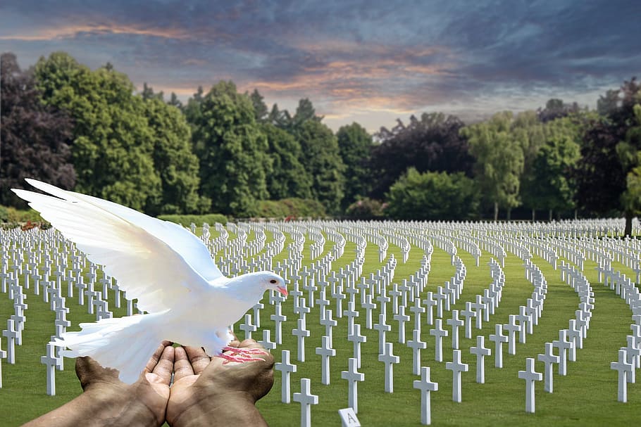 person's hand holding white bird, peace dove, white dove, cemetery