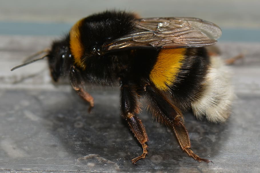 bumblebee, bug, animal, animal themes, one animal, insect, invertebrate HD wallpaper