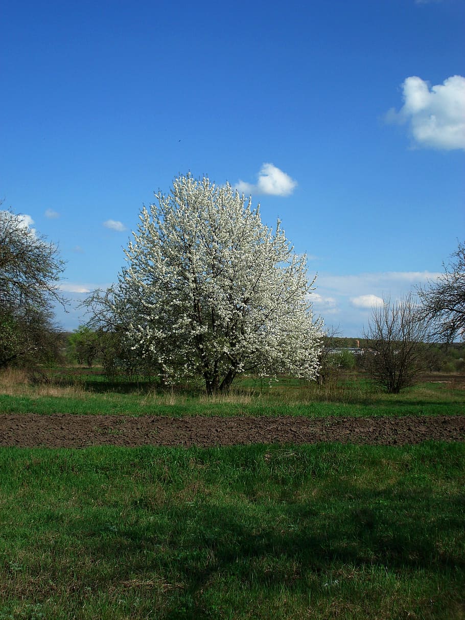 spring, flowering tree, sky, grass, nature, green, leaves, rural Scene HD wallpaper