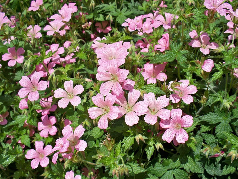 geranium, perennial, pink, geranium mavis simpson, hardy, flower HD wallpaper