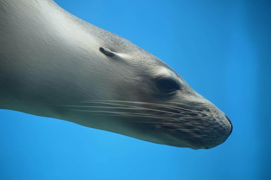 seal underwater closeup photo, pinniped, ocean, wildlife, mammal, HD wallpaper