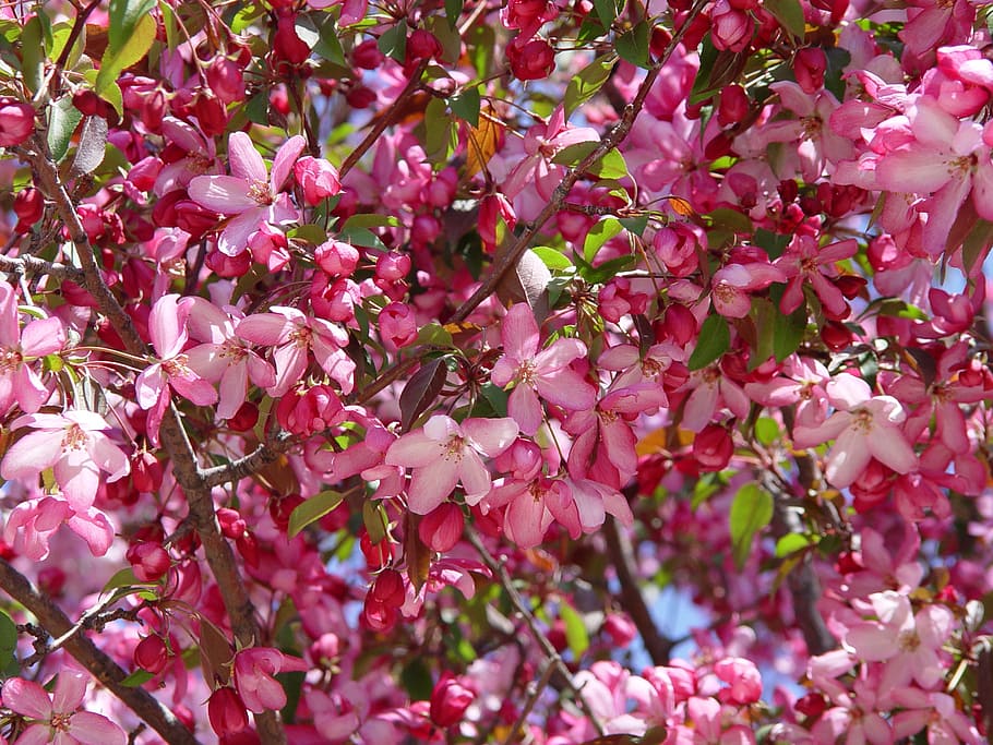 pink petaled flowers, spring, spring flowers, apple, crab apple HD wallpaper
