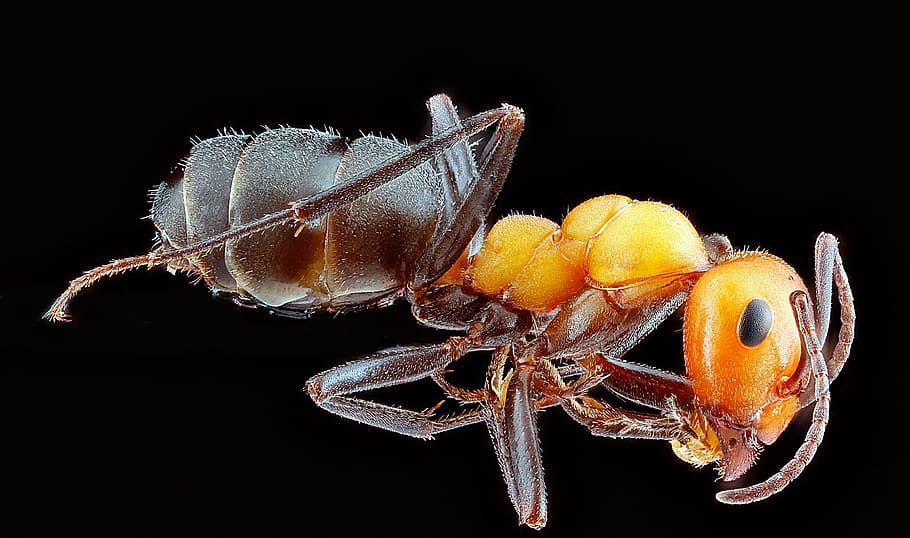 red fire ant illustration, worker, macro, insect, bug, wildlife HD wallpaper