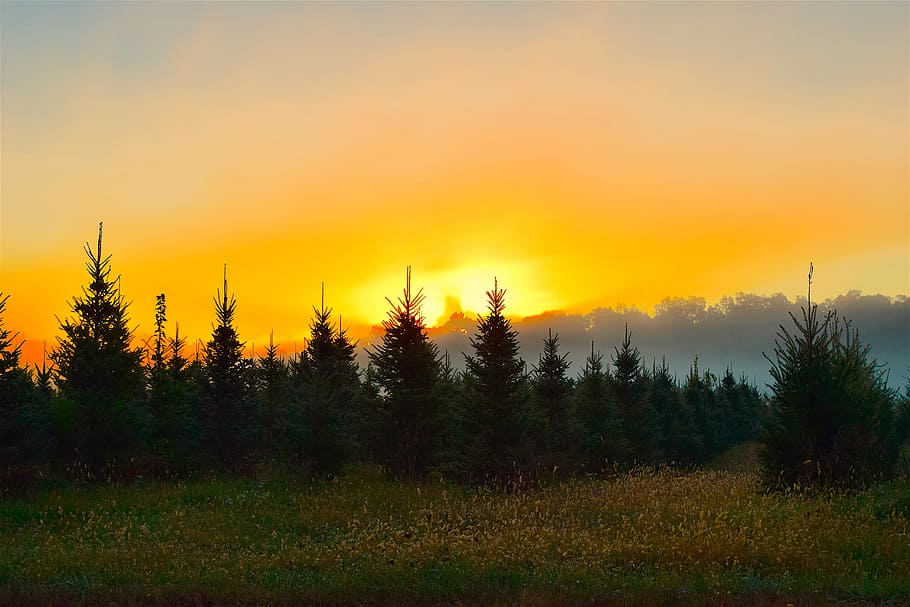 sunrise, mist, field, trees, nature, landscape, fog, morning HD wallpaper