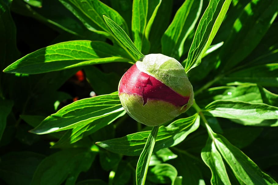 flower, peony, red, bud, nature, closeup, leaf, plant part HD wallpaper