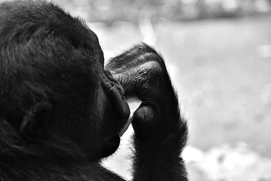 Gorilla, Feeding, Hungry, Greedy, Zoo, hellabrunn, eat, food HD wallpaper