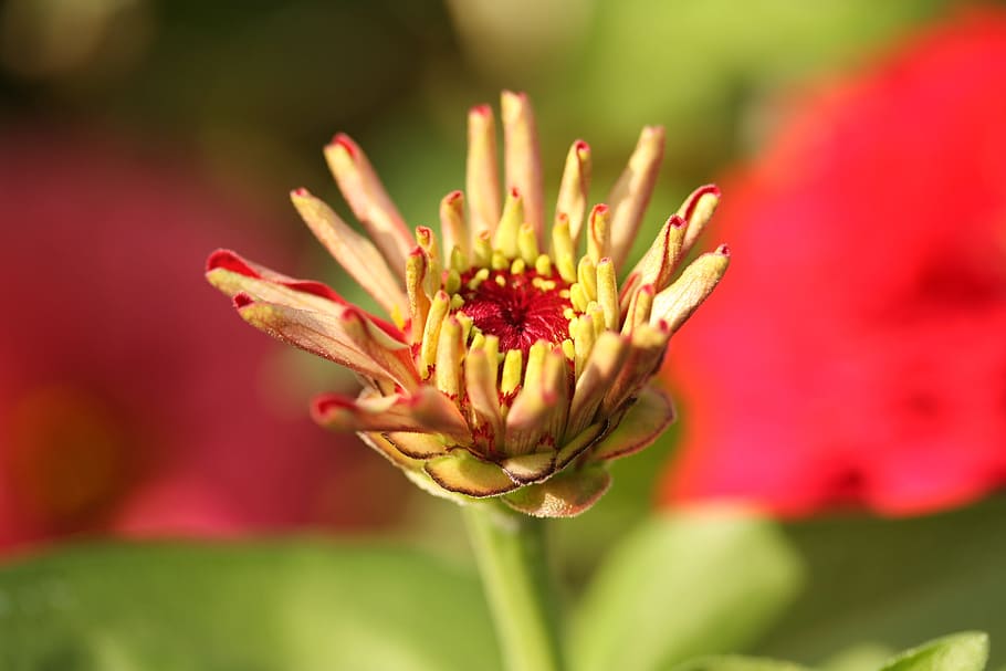 flower, macro, yellow, red, nature, plant, macro chichewa, green HD wallpaper