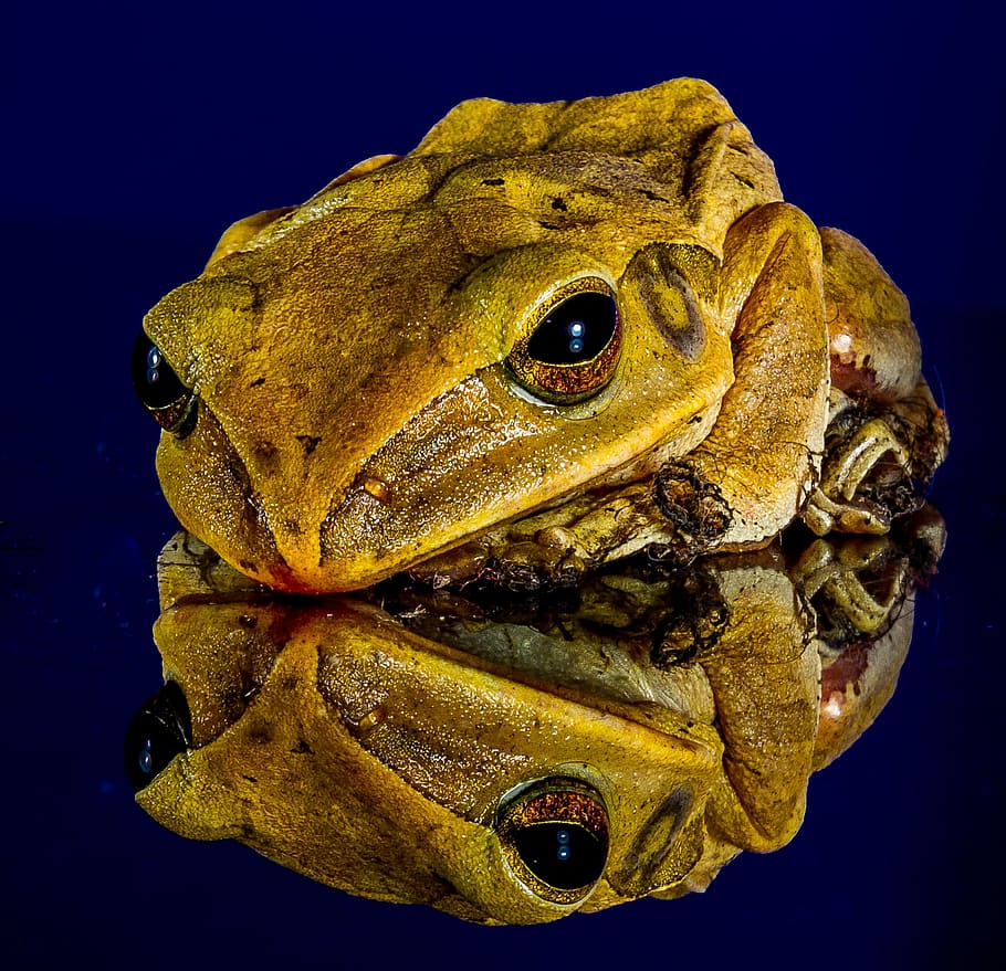 Frog, Toad, Golden, Eyes, Close, golden eyes, one animal, animal wildlife HD wallpaper