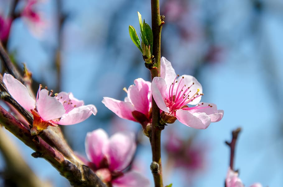 shallow focus photography of pink flowers, blossom, cherry HD wallpaper