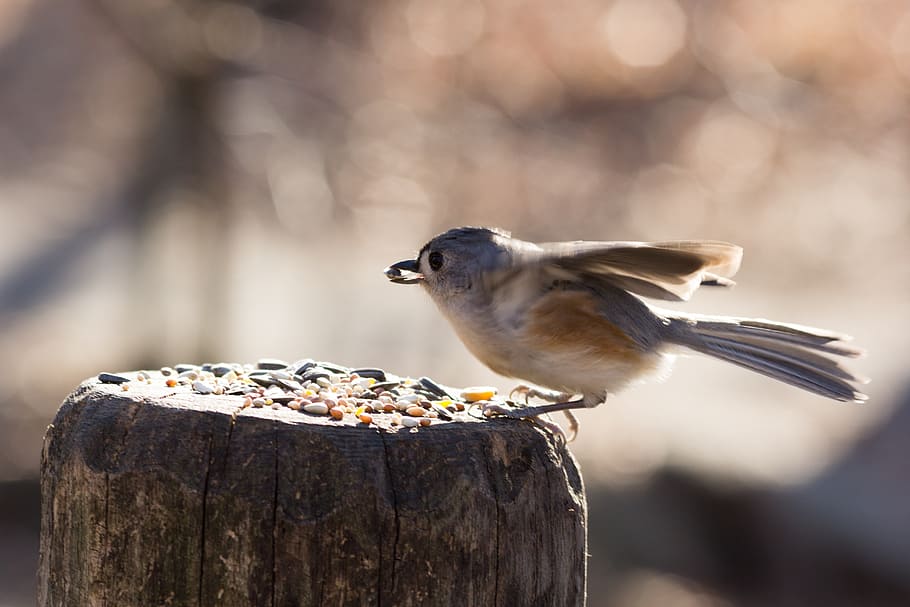 seed, animal feed, wings, fly, flight, ave, bird, flying, nature HD wallpaper