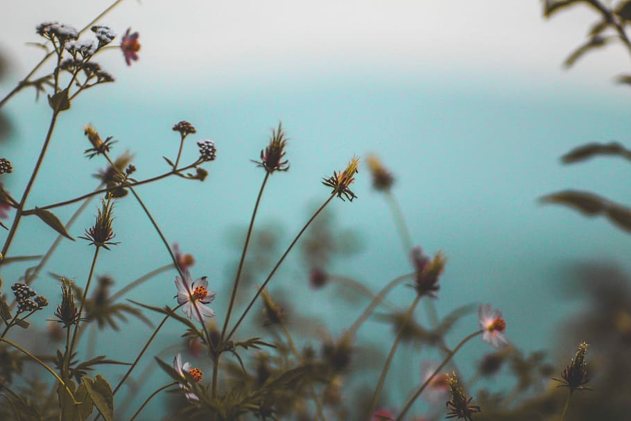 selective focus photography of white petaled flowers, closeup photo of red petaled flower HD wallpaper