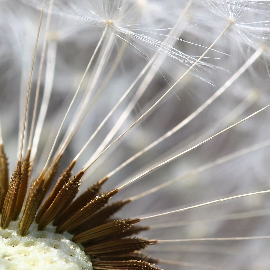 close up photography of white dandelion flower, nature, nuns HD wallpaper