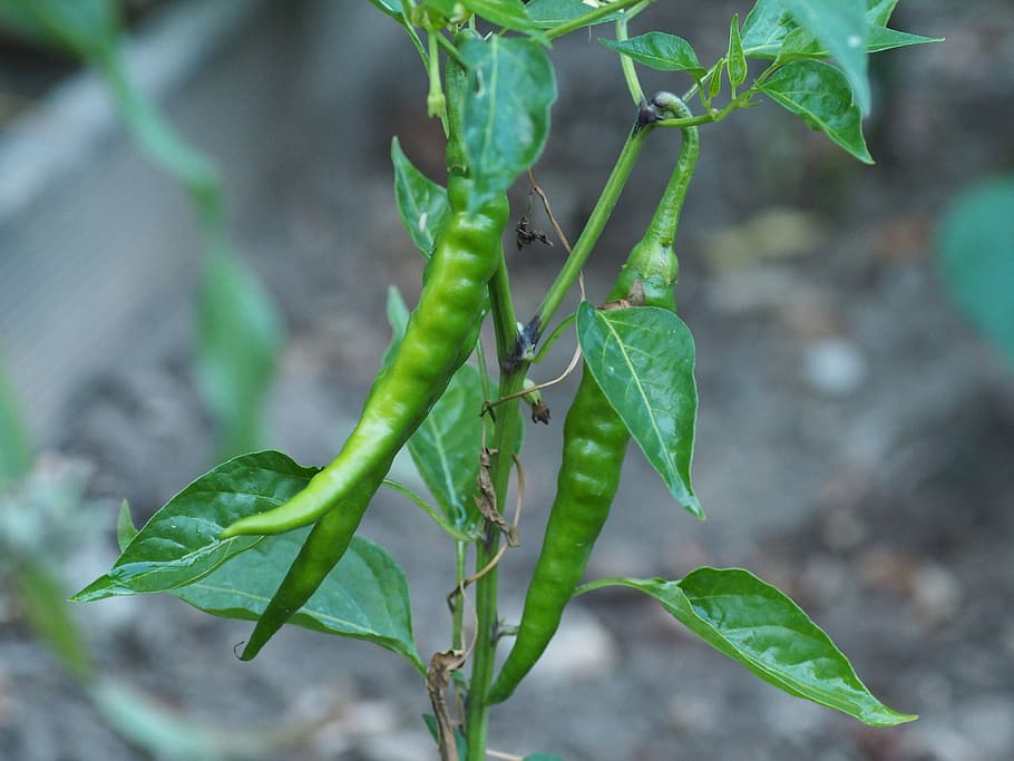 pepper, vegetables, garden, sharp, pods, paprika, sharpness HD wallpaper