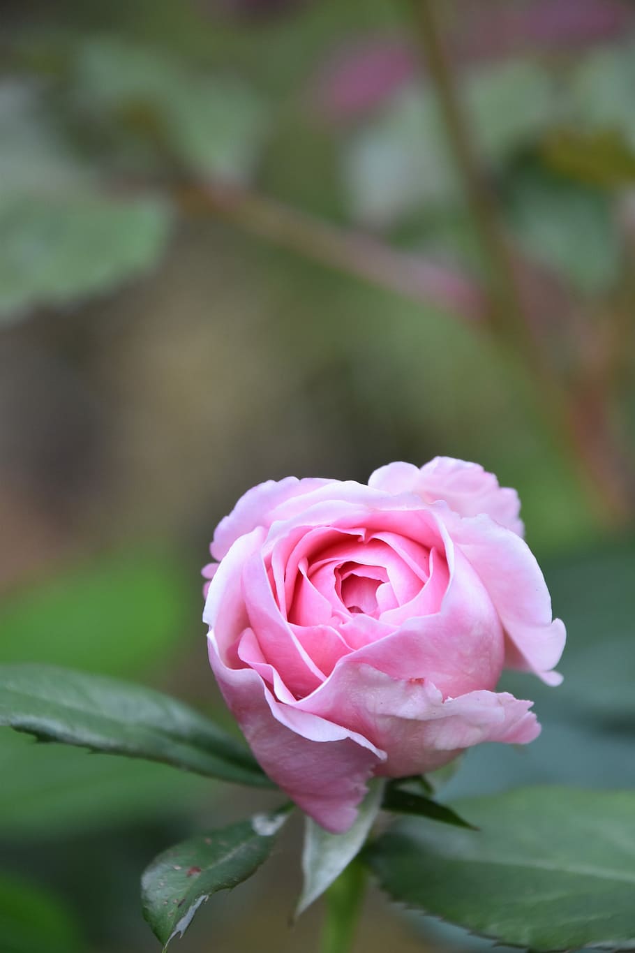 selective focus photography of pink rose flower, color pink, rosebush, HD wallpaper