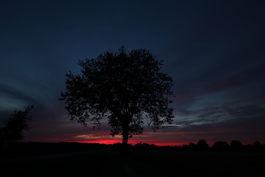 Tree, Evening, Twilight, Mood, Sunset, landscape, sky, atmosphere HD wallpaper