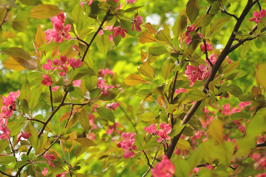 spring, flowers, bloom, flowering tree, plant, beauty in nature HD wallpaper