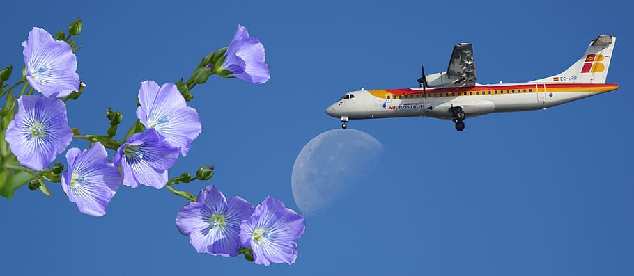 aircraft, flower, nature, clear sky, flowering plant, blue HD wallpaper