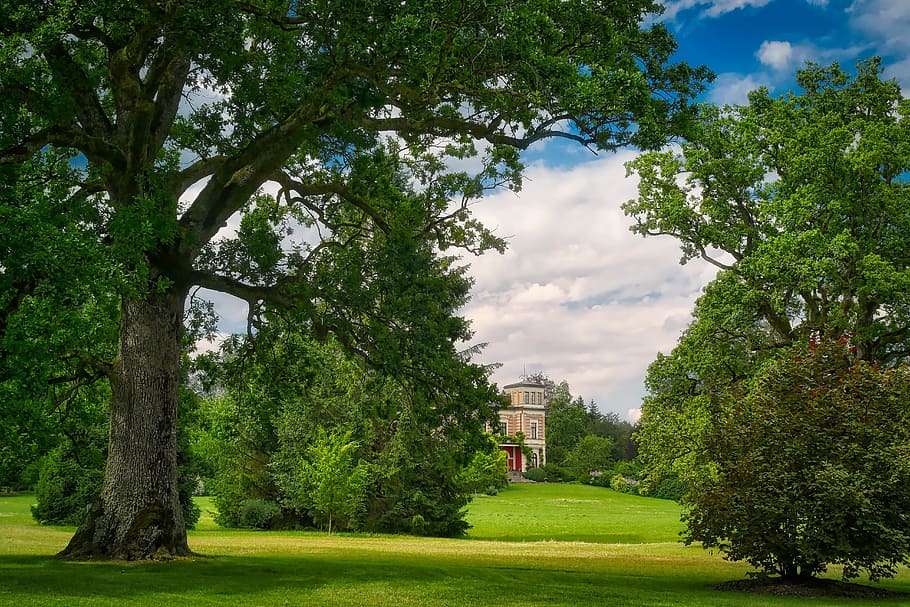 green trees and lawn grass, landscape, nature, summer, park HD wallpaper