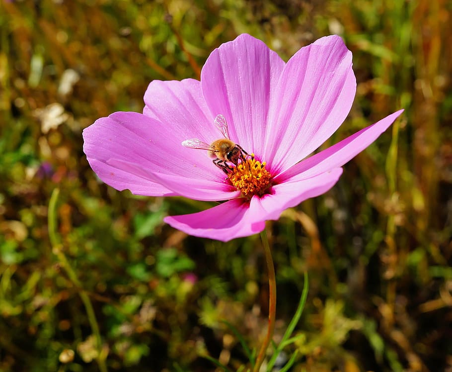 honeybee perched on purple petaled flower in closeup photography HD wallpaper
