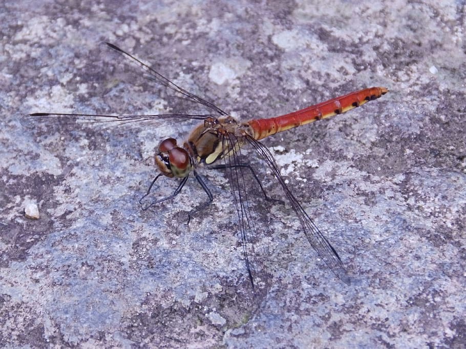 ważka, macro, insect, animals in the wild, invertebrate, animal themes HD wallpaper
