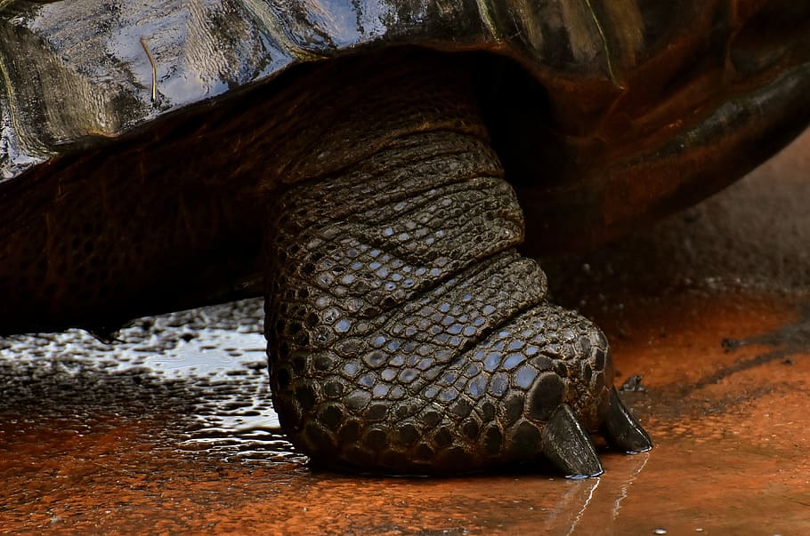 turtle's foot, giant tortoises, animals, water, panzer, zoo, reptile