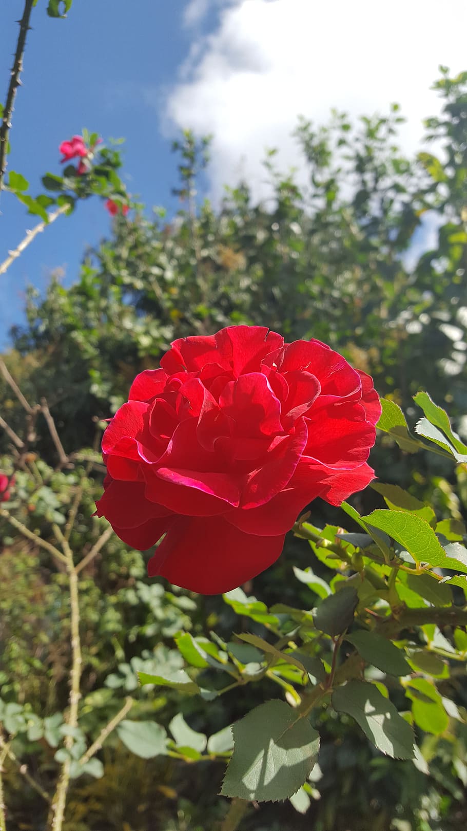 flower, rose, red, nature, blossom, white, petal, summer, love HD wallpaper