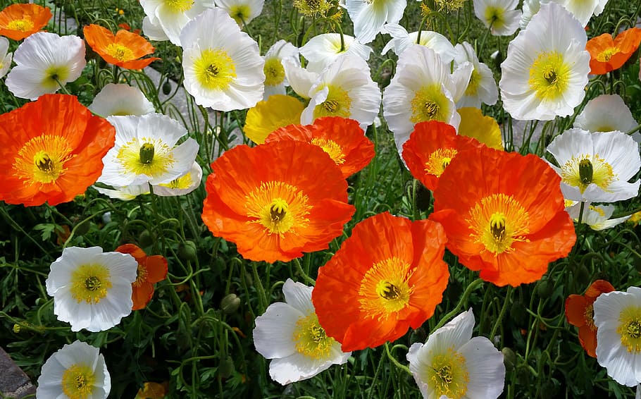 close-up photo of white and red poppies, iceland poppies, spring, HD wallpaper