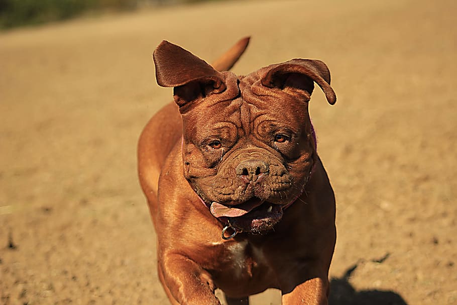 selective focus photo of French mastiff running across brown sand HD wallpaper