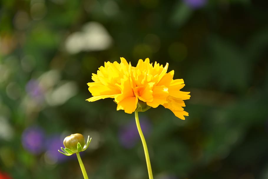 flower, yellow, sun, button, nature, petals, garden, summer HD wallpaper