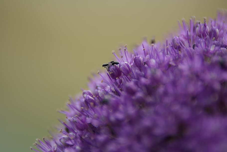 ball, violet, flower, flowering plant, purple, beauty in nature HD wallpaper