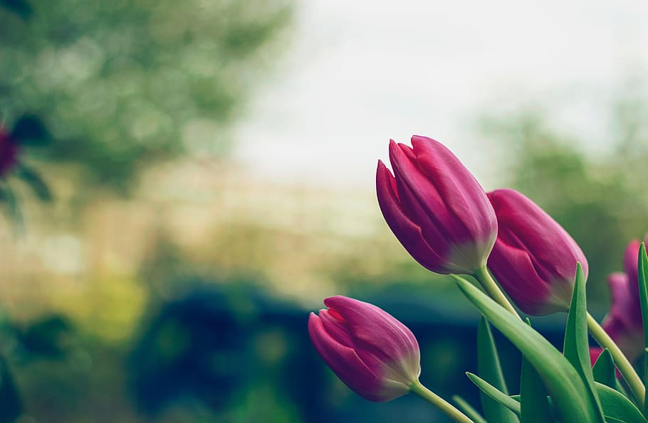 pink tulips, nature, red, field, flowers, purple, garden, plant, HD wallpaper