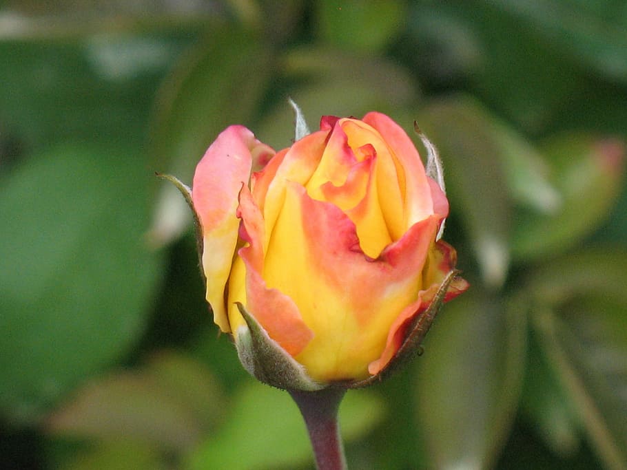 Flower, Natural, rose, nature, beauty in nature, growth, petal HD wallpaper