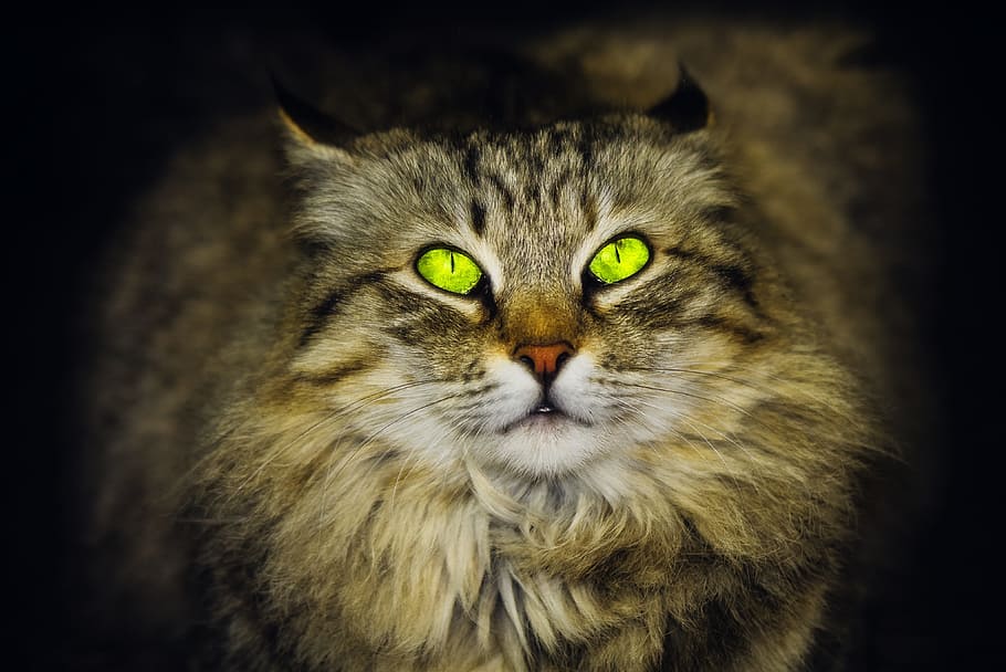 gray cat in dark room, pets, animal, funny, adorable, small HD wallpaper